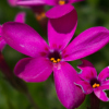 Phlox douglasii Crackerjack - Abriachan Nurseries, The Garden On Loch Ness